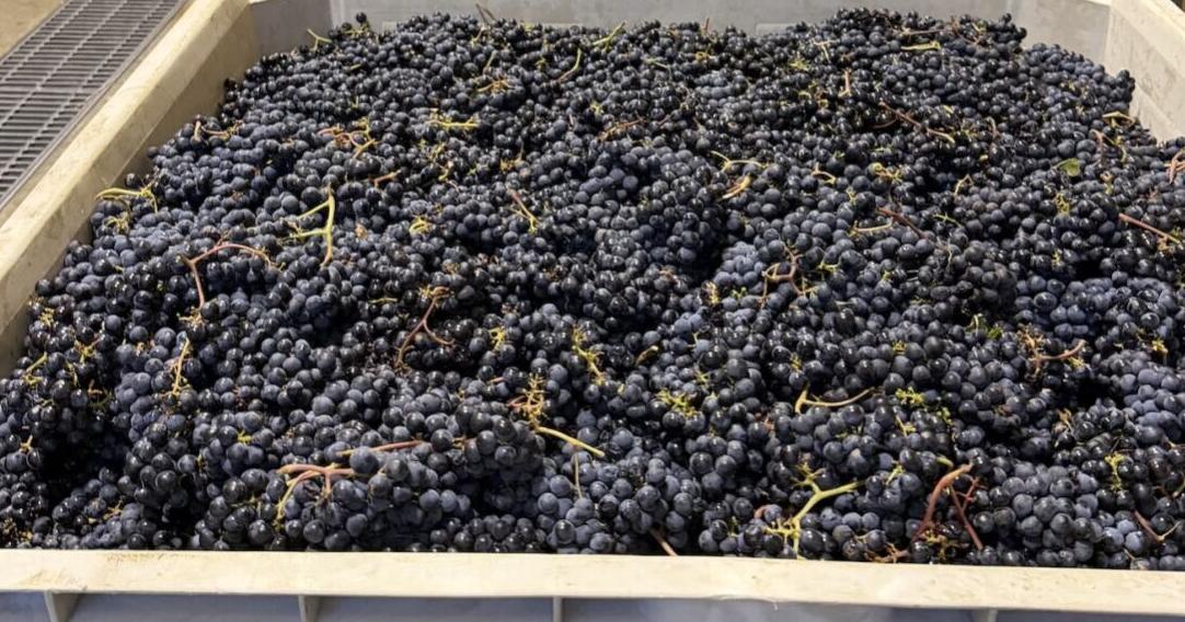 Napa Valley harvest report: Growers report 'small but mighty' crop