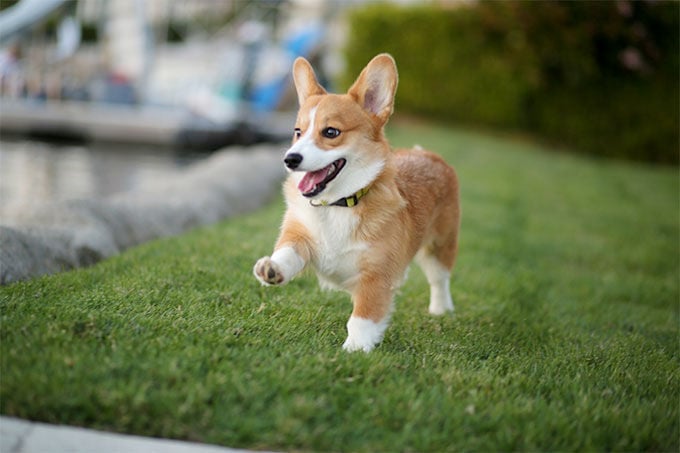 10 Of The Best Doggo Memes You've Ever Seen