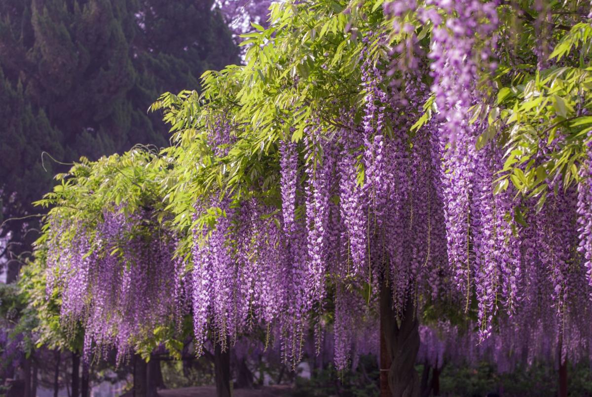 wisteria