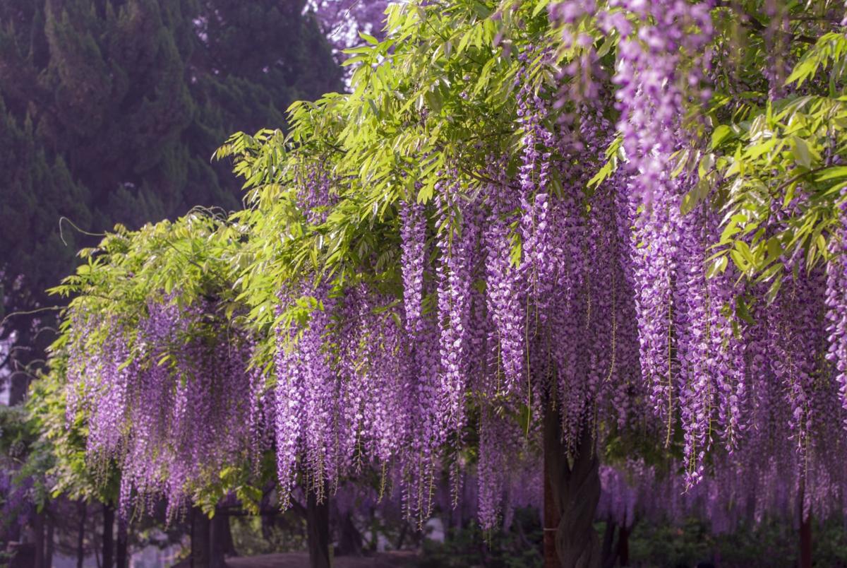 Wisteria Plant