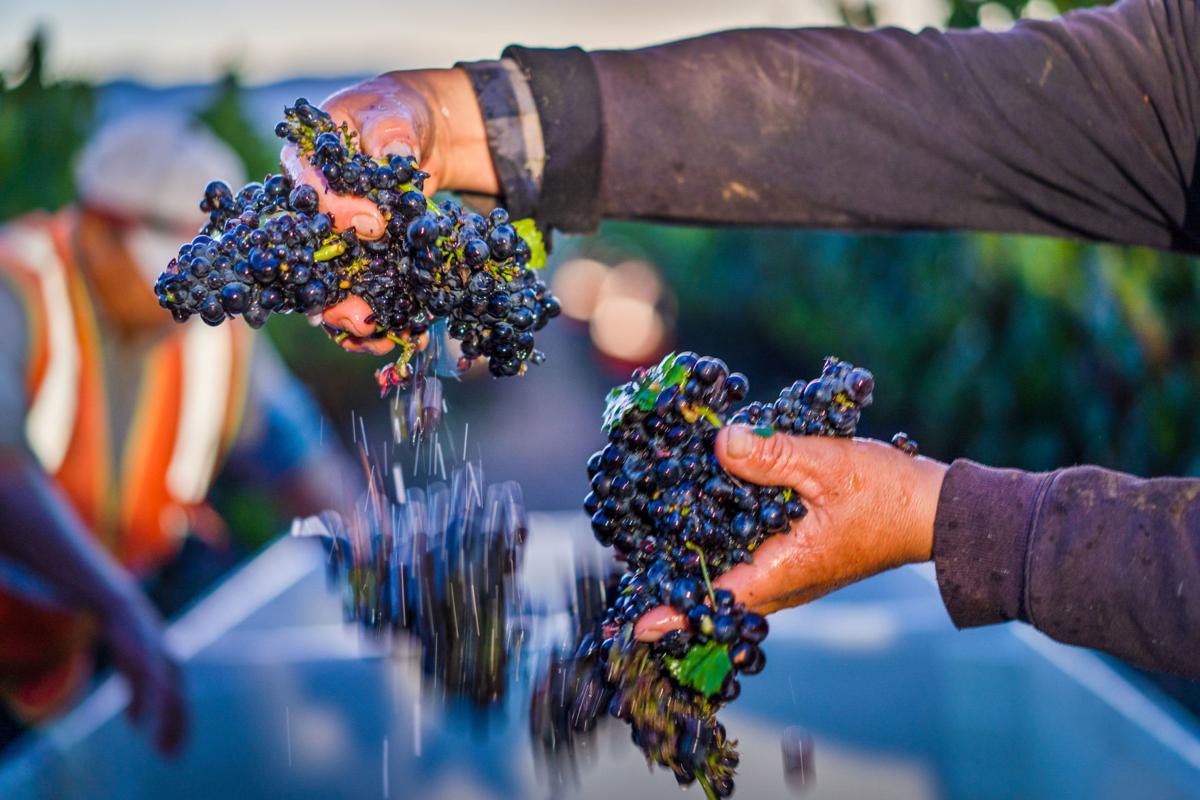 grapes harvest in 2019