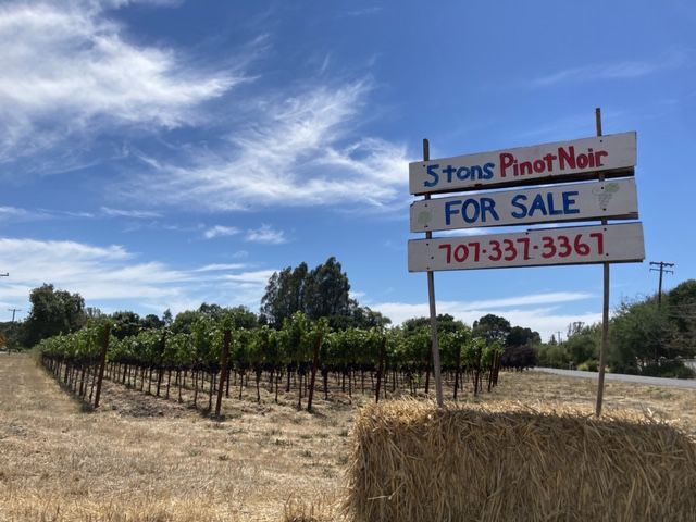 Pinot Grapes for sale x harvest
