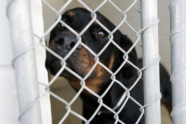 Napa animal shelter bucks state request to euthanize early ...