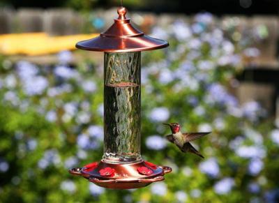 Our 3 Favorite Hummingbird Feeders For The Backyard Home And