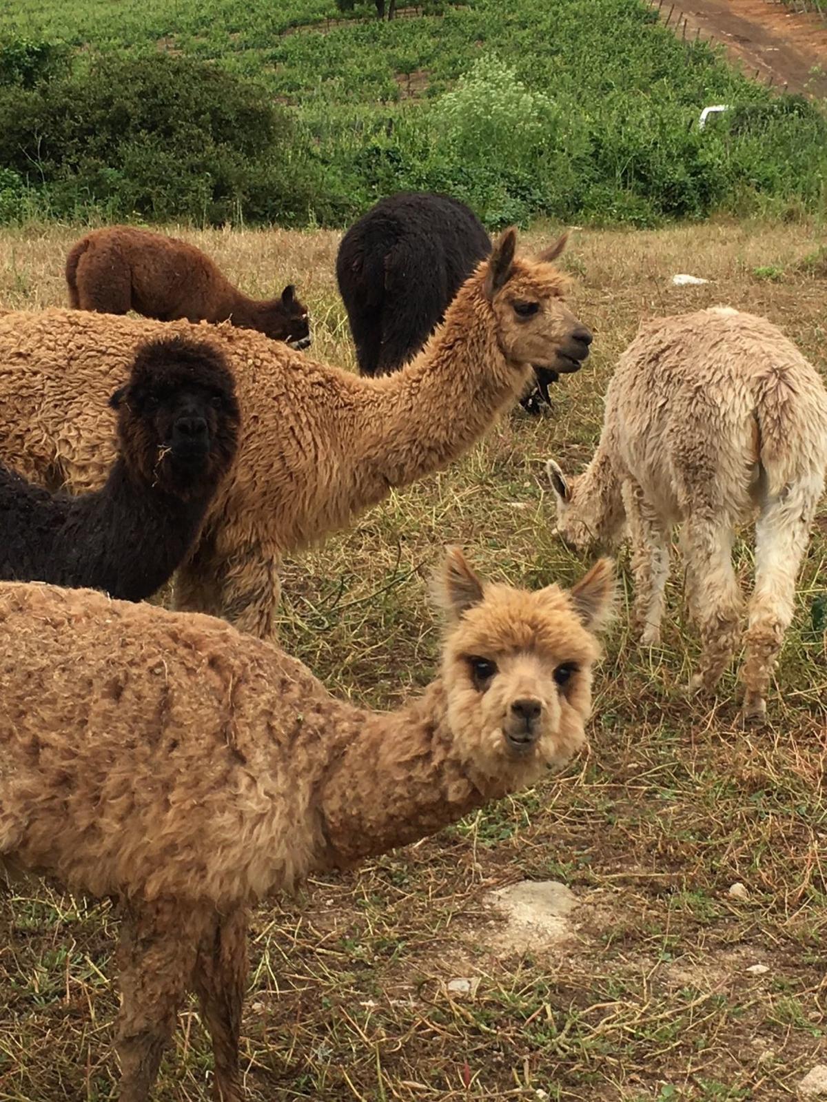 From Islands To Wine Country Chile Travel Napavalleyregister Com