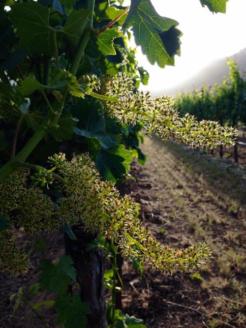 grapes