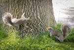 Master Gardeners of Napa County: My neighbors, the squirrels