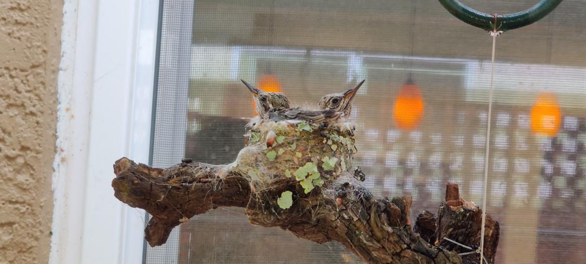 Hummingbird nest