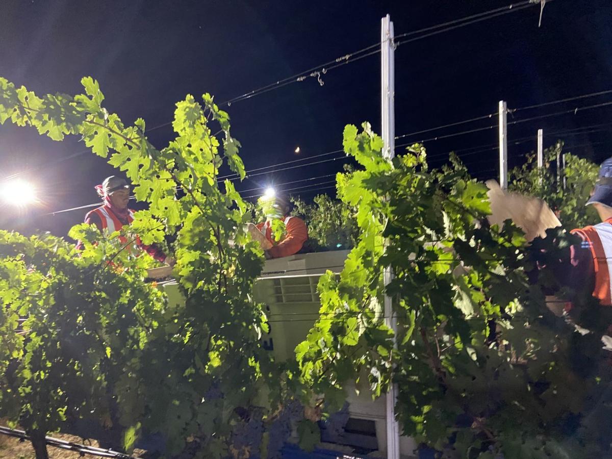 Harvest on Atlas Peak
