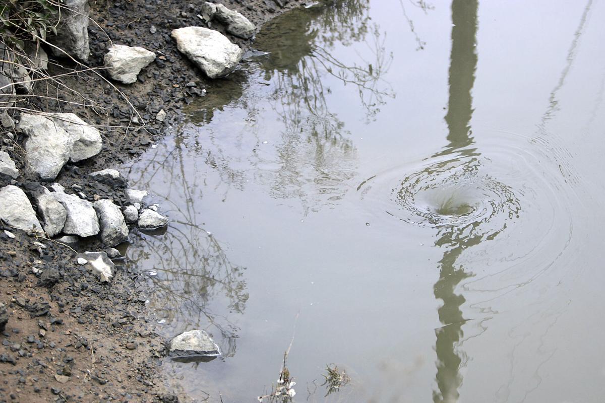 Tidal Suction Kills Pet Near Napa River Bay Trail Local