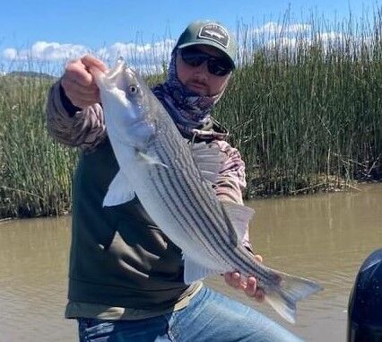 Face it, striped bass is the king