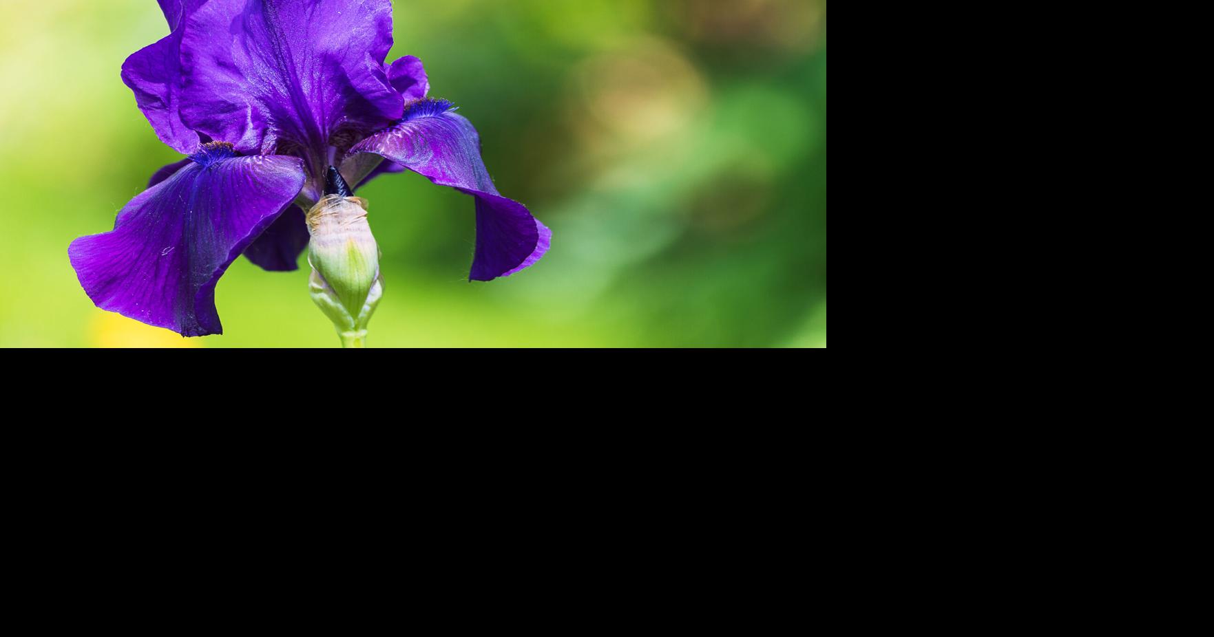 Napa County Master Gardeners: Iris planting basics