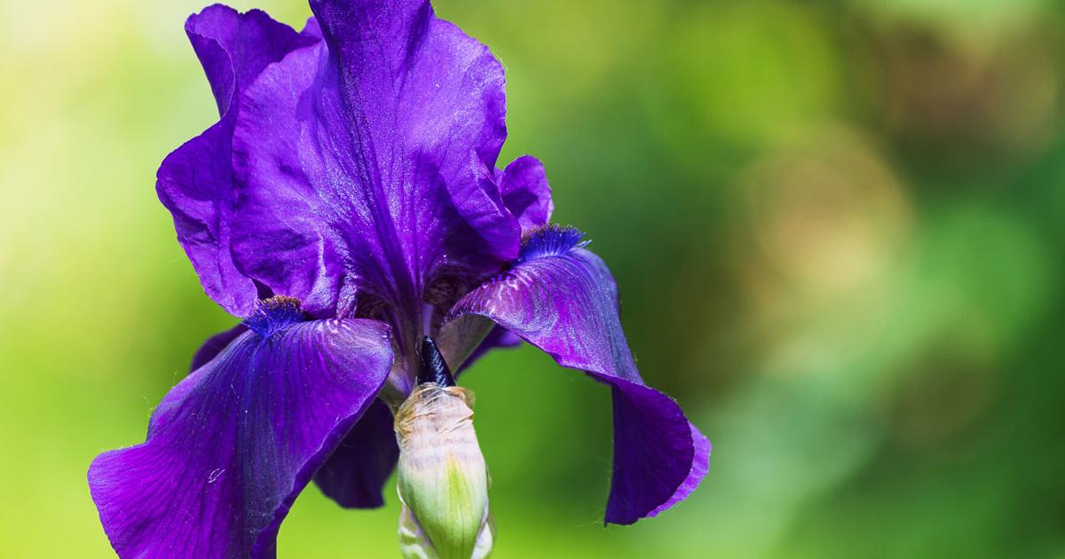 Napa County Master Gardeners: Iris planting basics