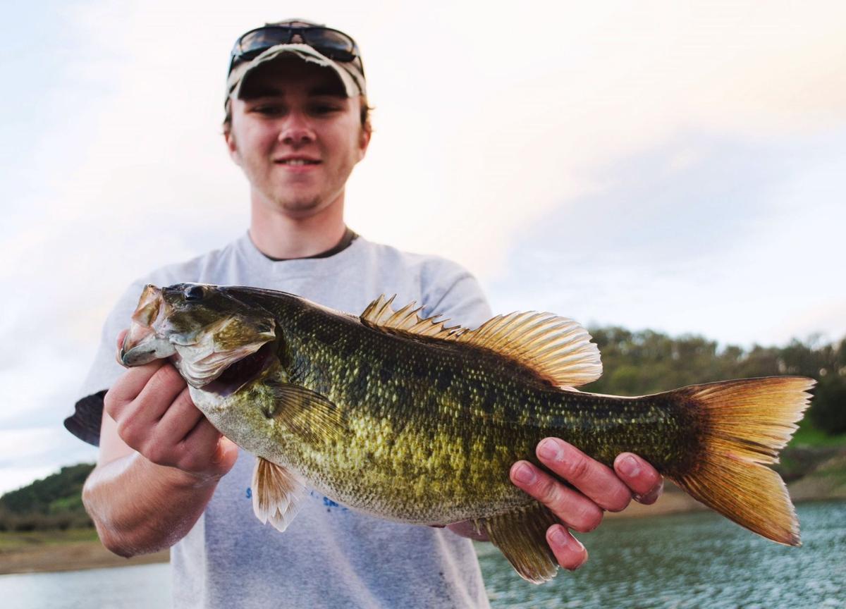 The Fishing Report Unusual Hybrid Bass Caught In Lake Berryessa