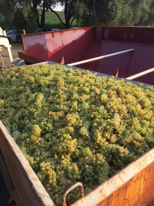 Harvest at Smith-Madrone