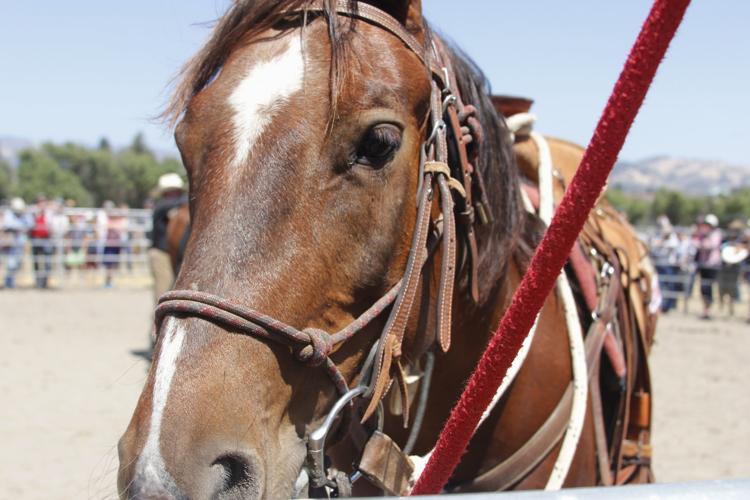 Horses in need of homes showcased at ‘Napa Mustang Days’