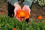Purple Sage calendula