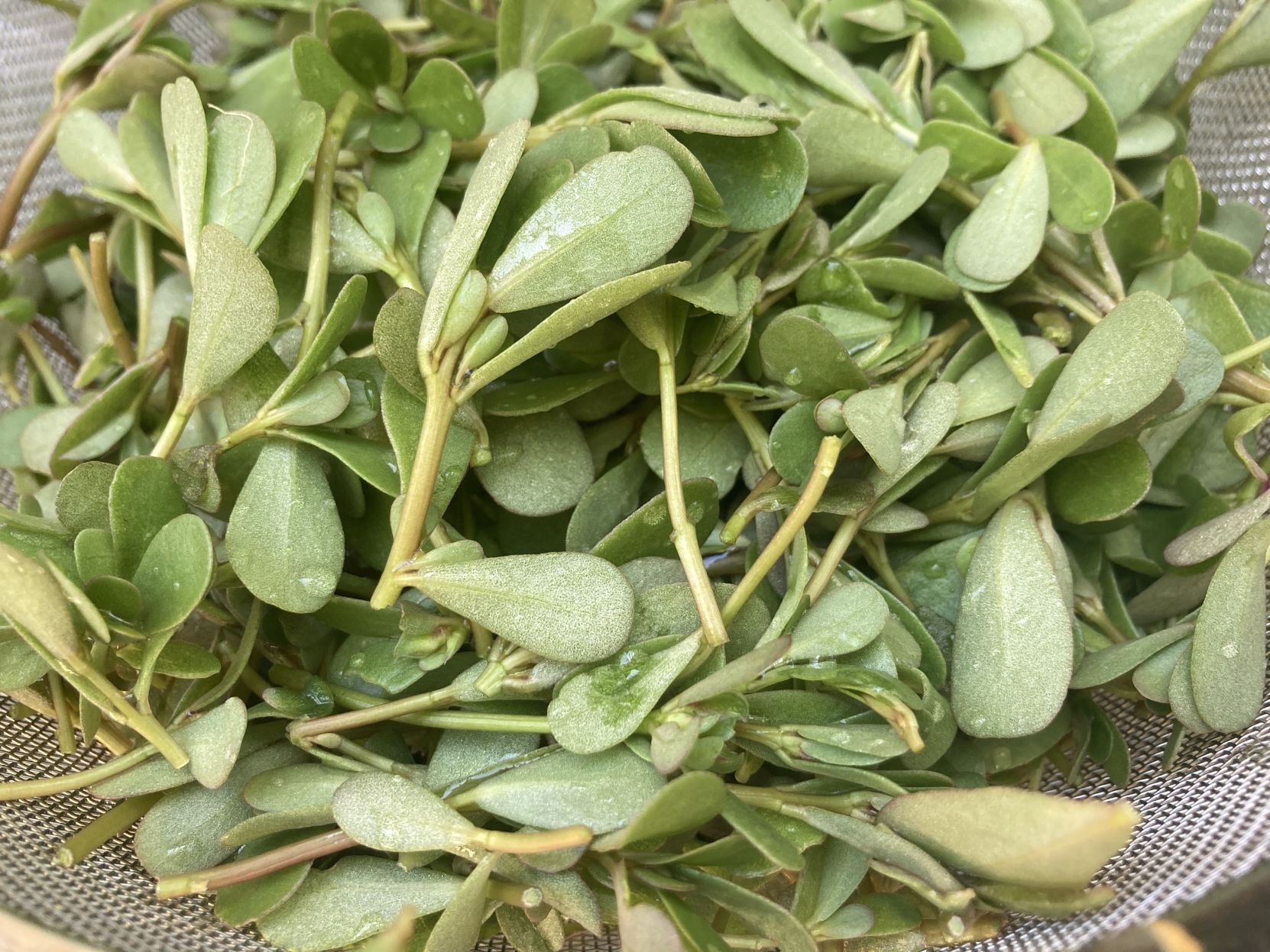 Purslane The superfood in your backyard