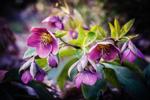Napa County Master Gardeners: Hellebores in your garden