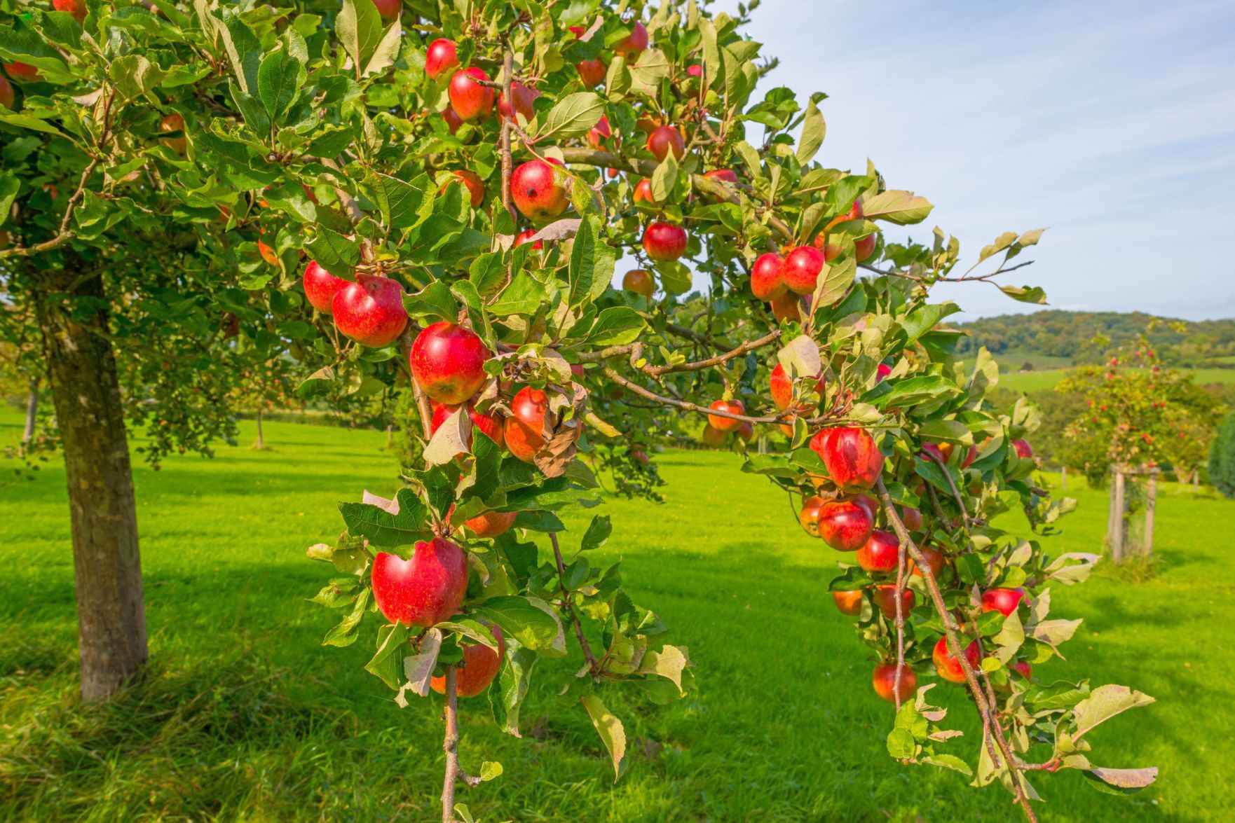 Master Gardeners: How To Prune Your Fruit Trees For Success | Master ...