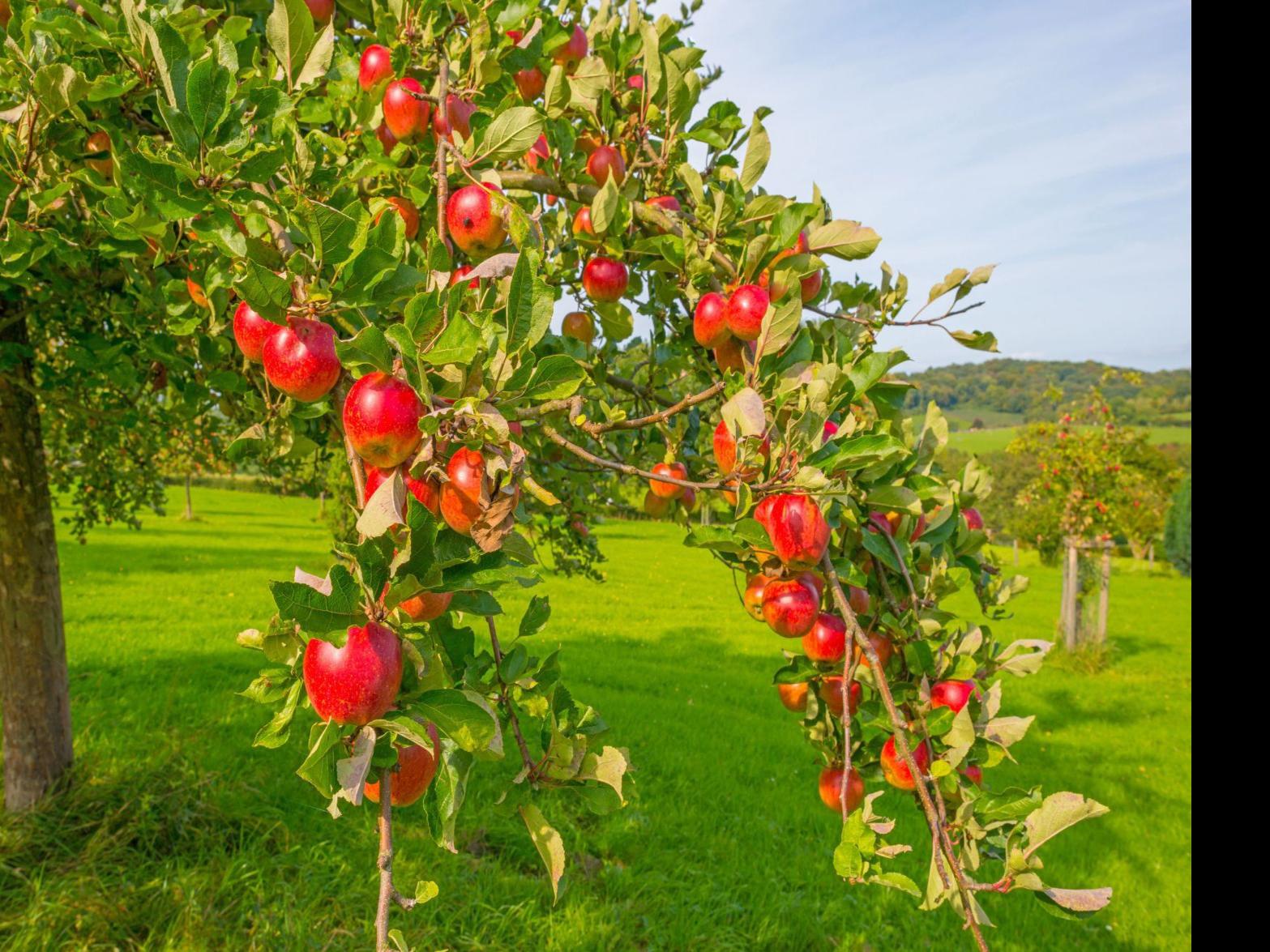 Master Gardeners How To Prune Your Fruit Trees For Success Master Gardener Napavalleyregister Com