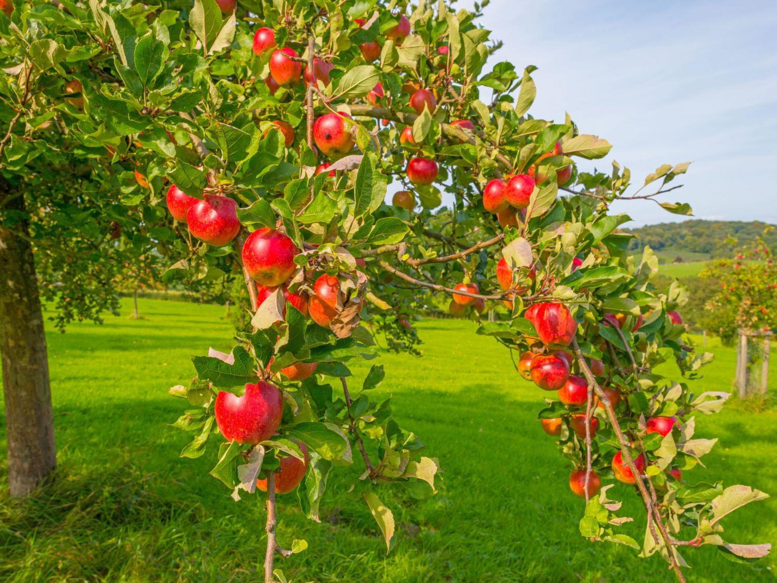 Master Gardeners How To Prune Your Fruit Trees For Success Master Gardener Napavalleyregister Com