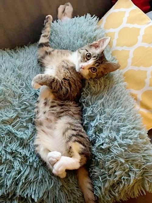Adopt a Pet | Milo
