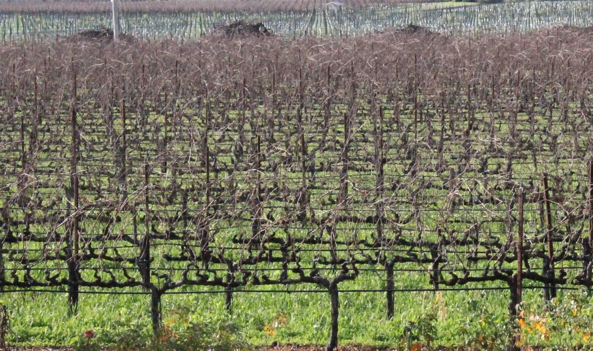 The Benessere Vineyards (copy)