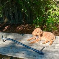 Gardening tips as the temperature drops in Napa County Gardening tips as the temperature drops in Napa County