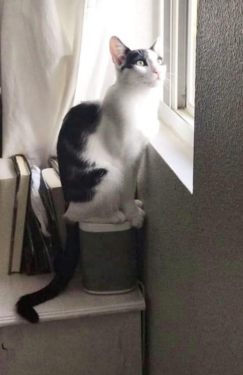 Adopt a Pet | Zircon