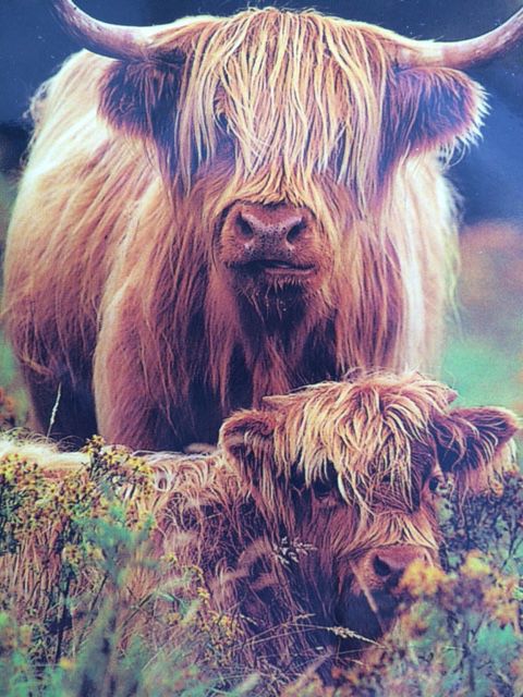 hairy coo stuffed animal