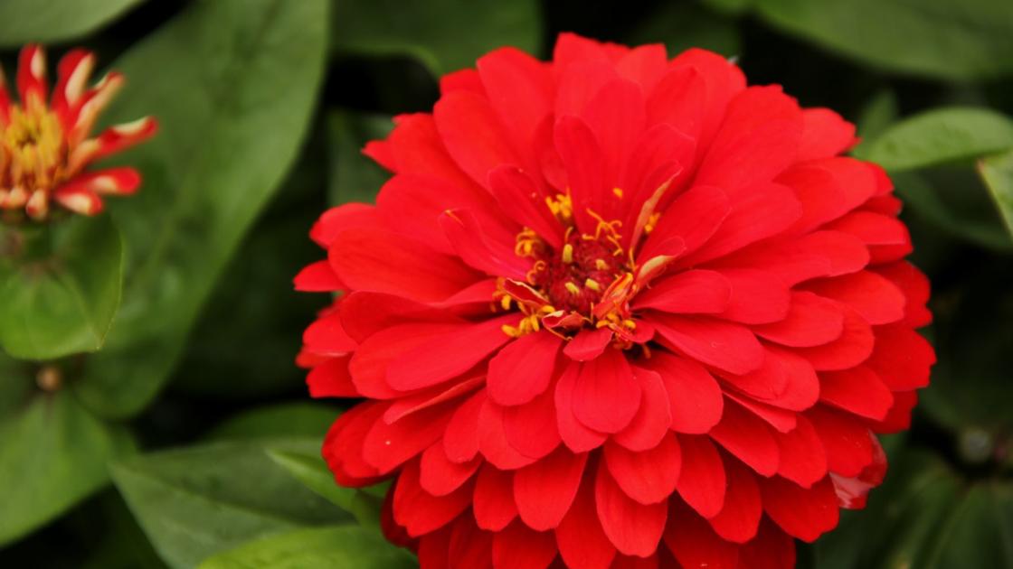 Get The Timing Right On Zinnia Seeds And More Home And Garden Napavalleyregister Com