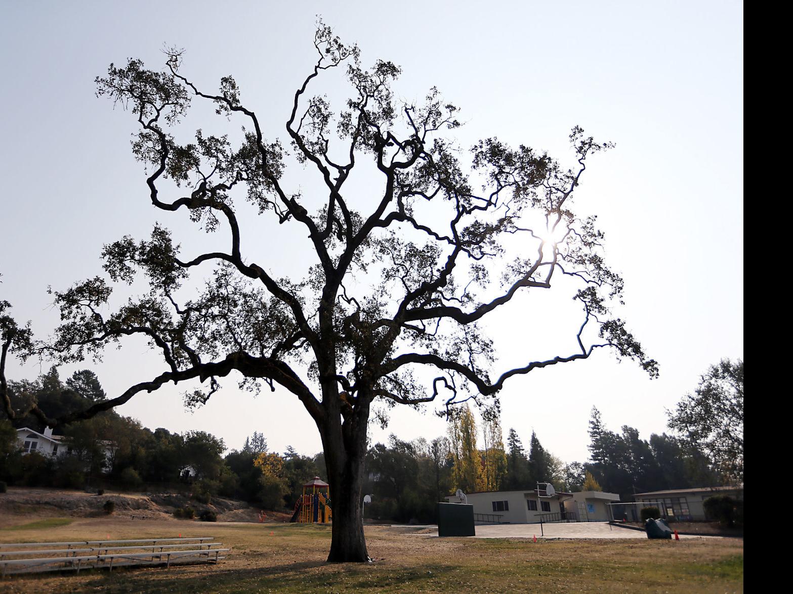 valley oak tree lifespan
