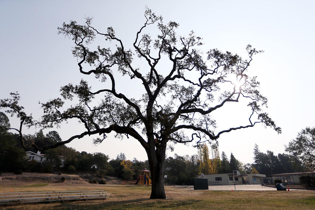 A Napa Schools Beloved Oak Tree Comes To The End Of The Line Local News 8169