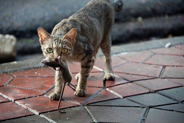 Why your cat keeps bringing home dead animals Why your cat keeps bringing home dead animals