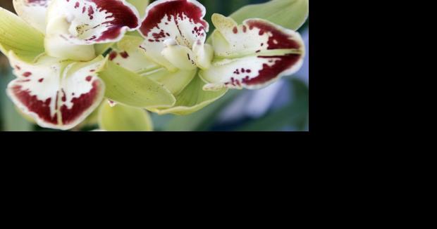 Napa County Master Gardeners: What could be better than a beautiful orchid? - Vimarsana News