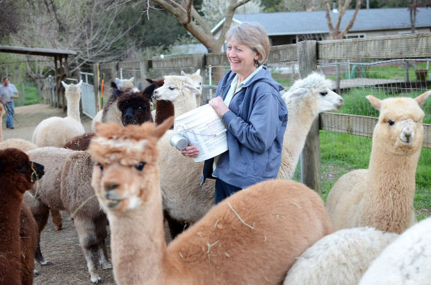 Sisters welcome new baby alpaca to herd, Local News