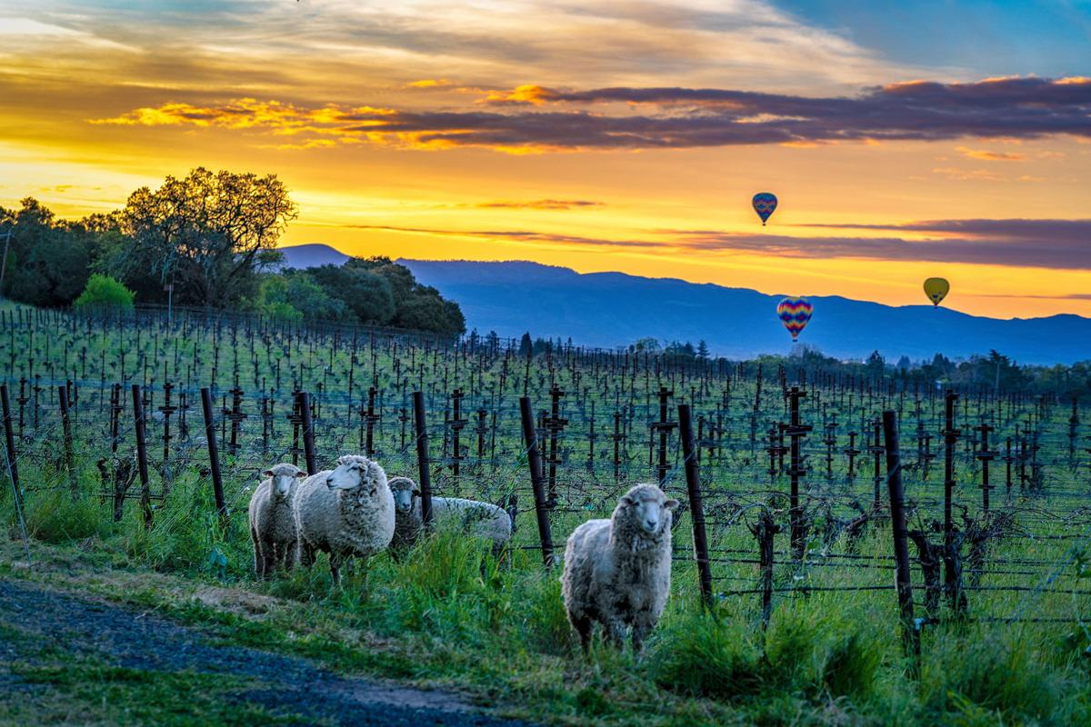 Napa Valley Wineries Open On Christmas Day 2022 Wine Trends For 2022 | Tim Carl | Napavalleyregister.com