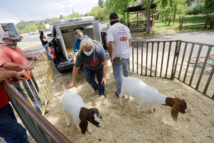 Forced online by coronavirus, virtual Napa livestock auction raises $536,606