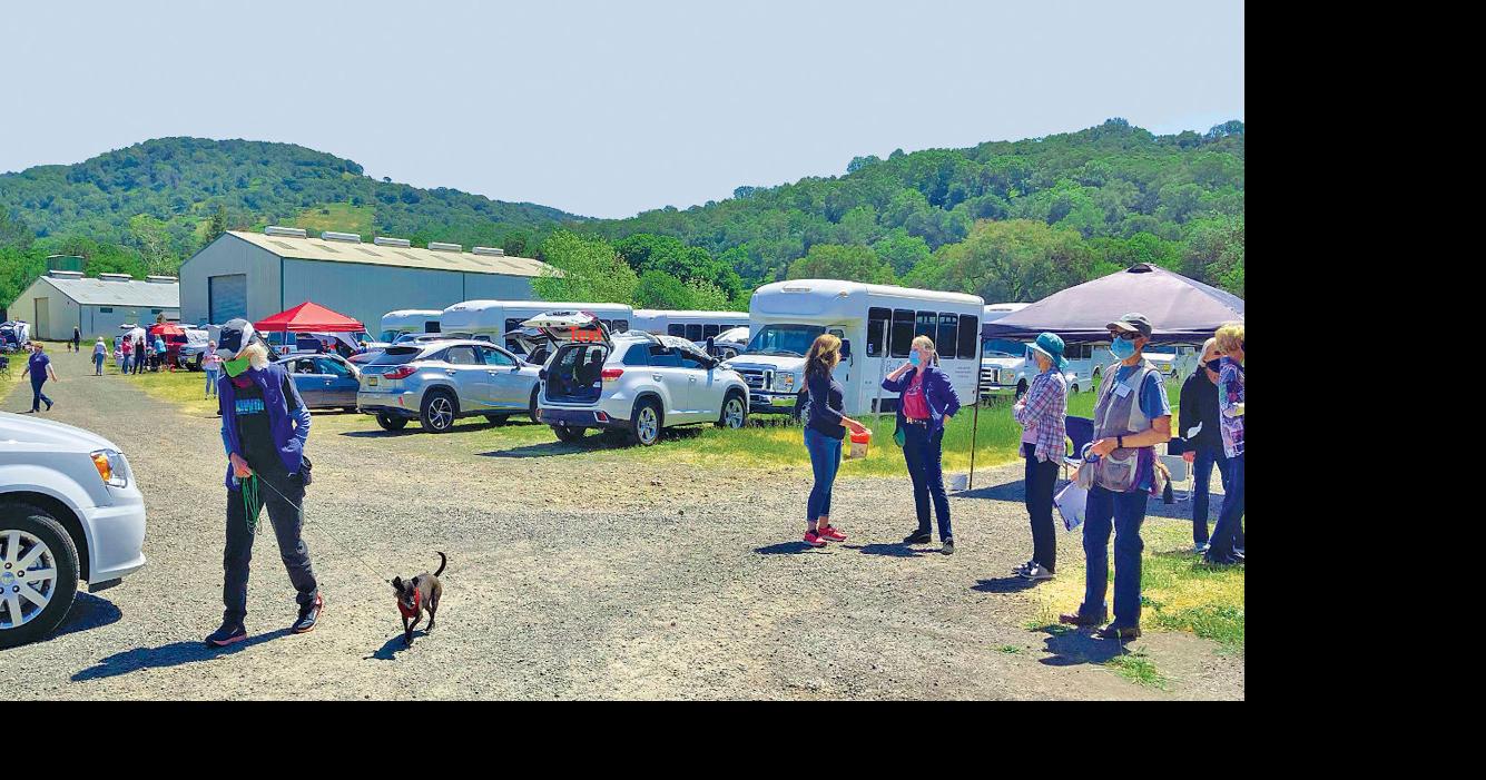 Local dog club hosts AKC scent work trial Arts Entertainment