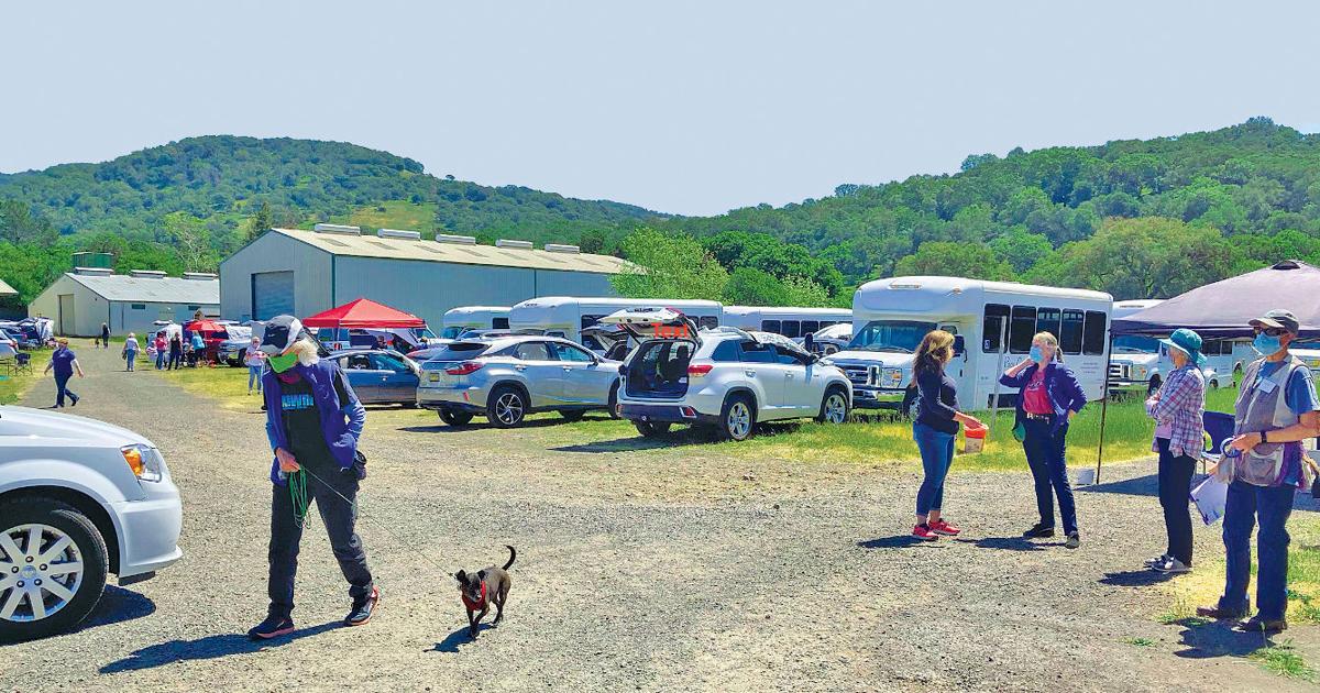 Local dog club hosts AKC scent work trial Arts Entertainment Local dog club hosts AKC scent work trial Arts Entertainment