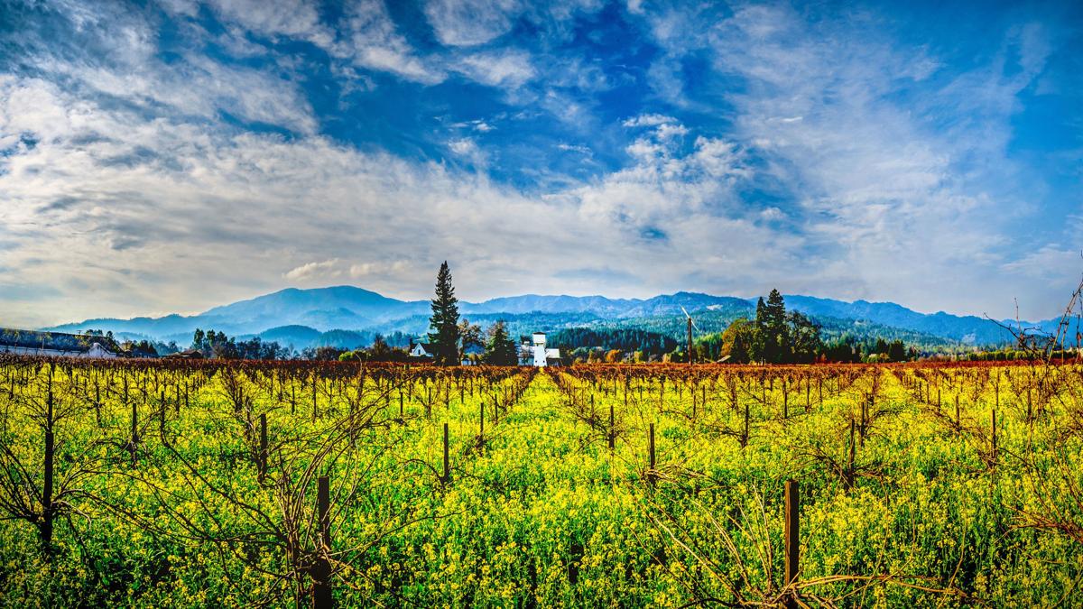 Get Ready For Napa County S Own Super Bloom This Spring Local News Napavalleyregister Com