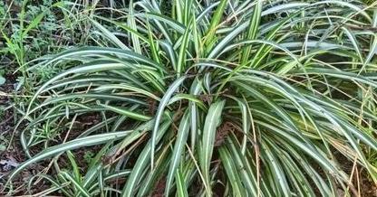 Napa County Master Gardeners: Spider plant basics | Home & Gardening |  napavalleyregister.com
