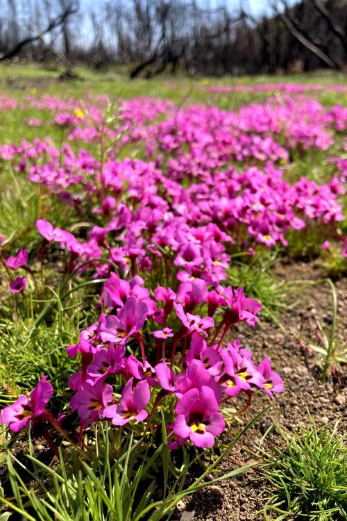 Land Trust Spring 2021 Wildflowers_05
