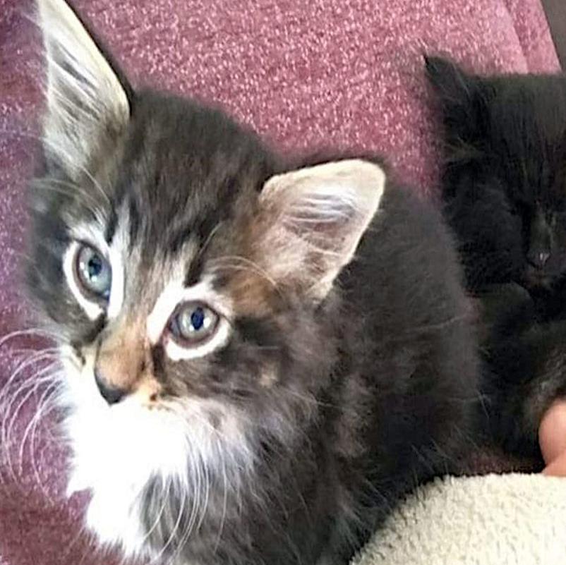 Adopt A Pet Mittens Wolverine And Sabertooth Lifestyles Napavalleyregister Com