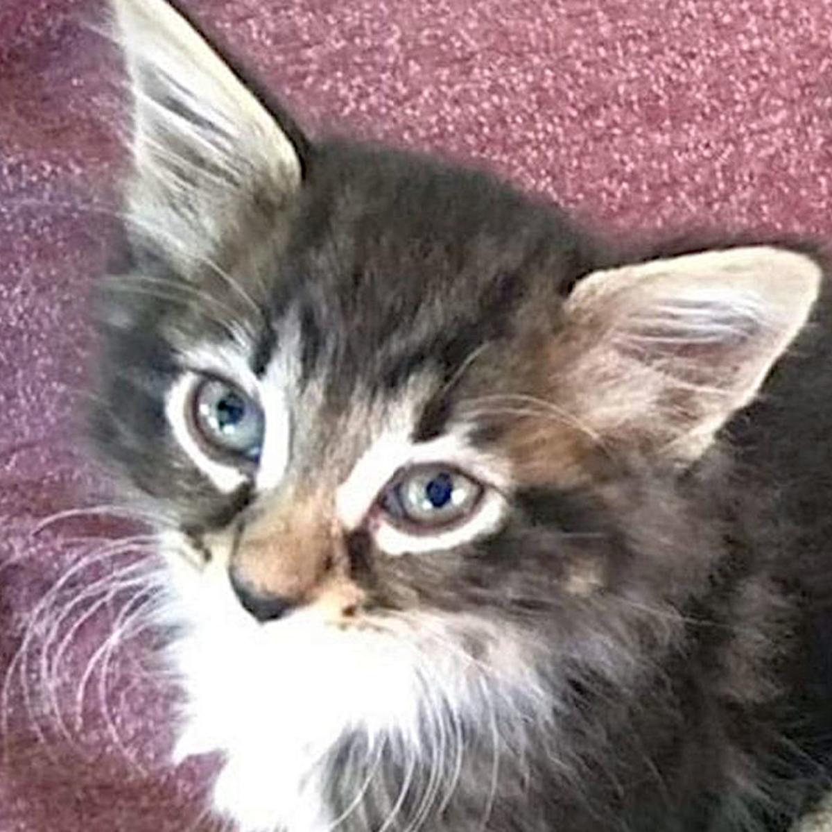 Adopt A Pet Mittens Wolverine And Sabertooth Lifestyles Napavalleyregister Com