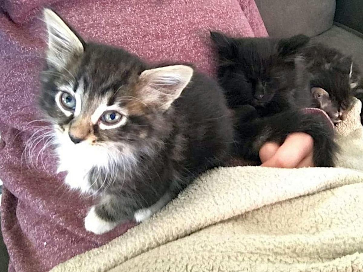 Adopt A Pet Mittens Wolverine And Sabertooth Lifestyles Napavalleyregister Com
