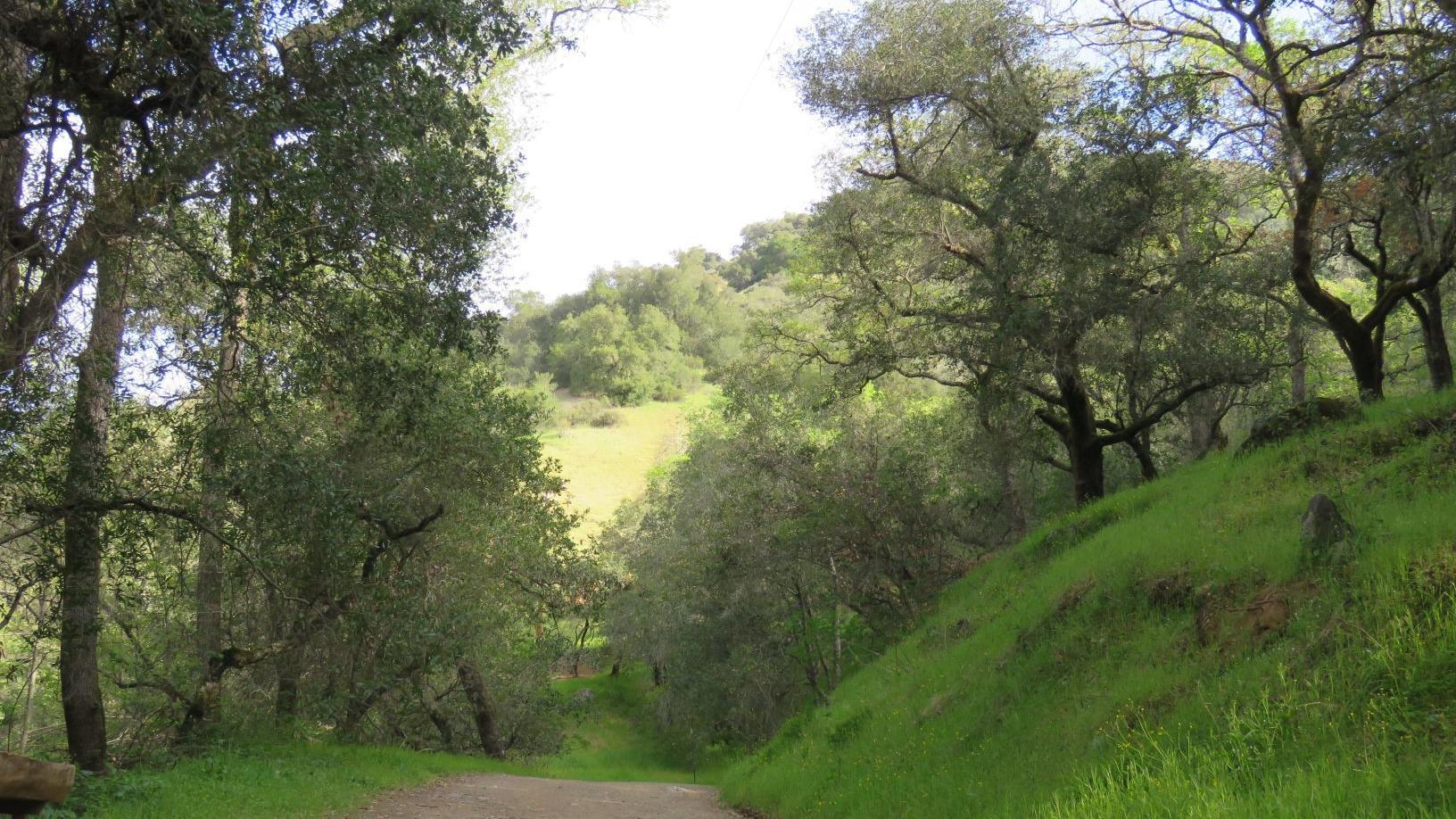 Napa Valley's Living Landscapes: A walk through Moore Creek Park - Vimarsana News