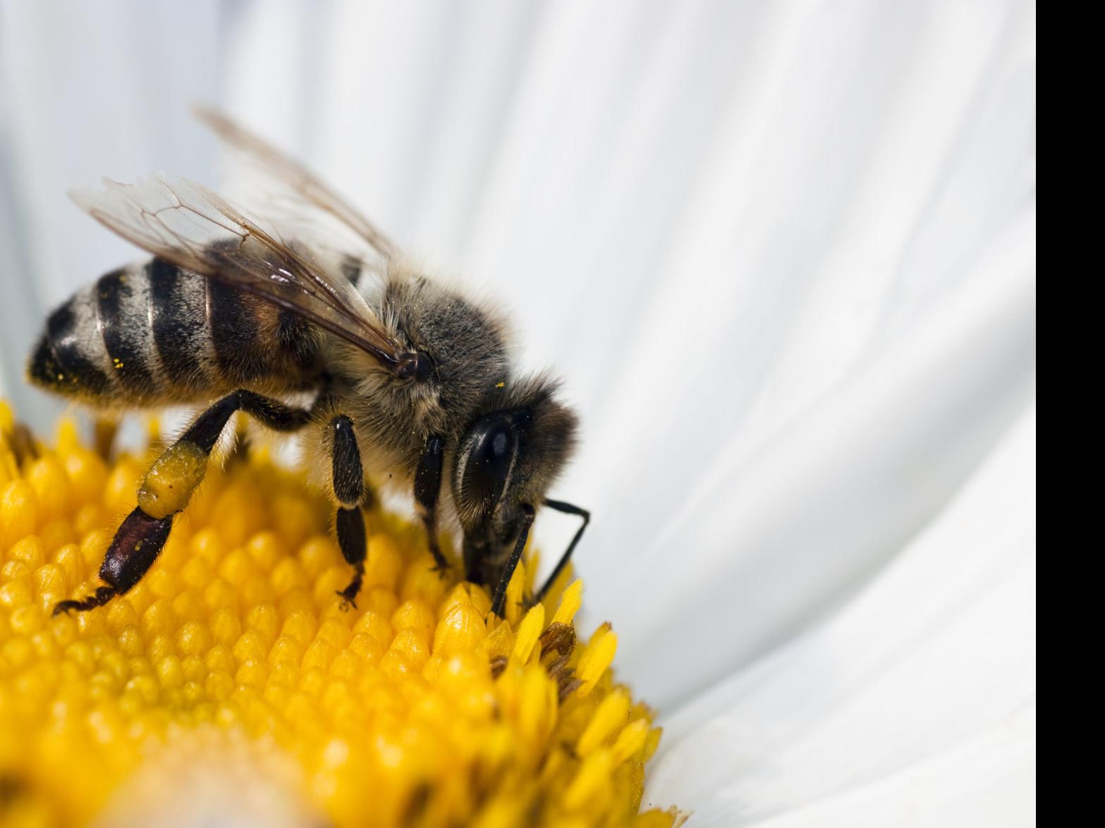 Honey Nature S Sweet Treat Has Many Uses But Be Sure To Read The Label Lifestyles Napavalleyregister Com