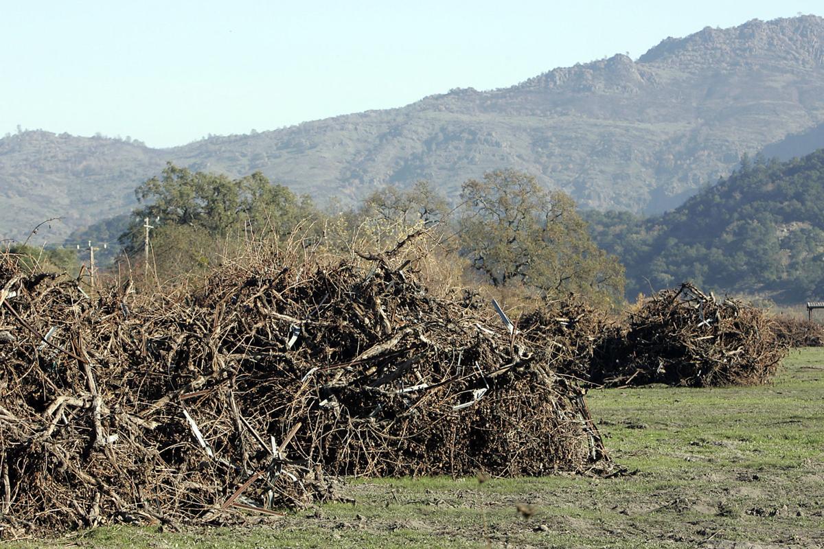 Vineyard Debris